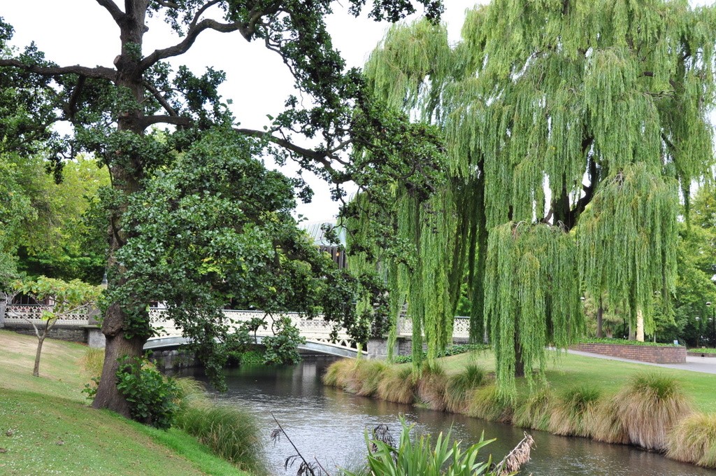 Weeping willows line the banks of the Avon River